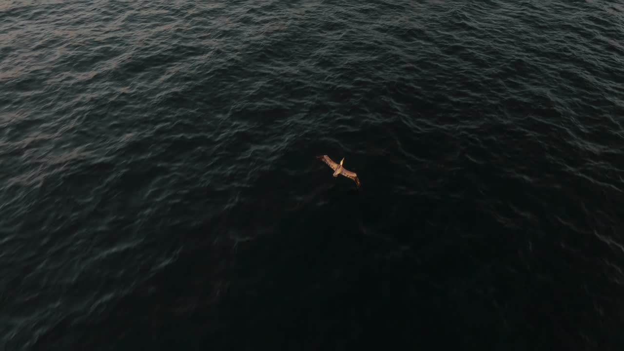 코스타리카 과나카스테에서 바다 위로 날아가는 펠리컨을 따라 - 드론 샷