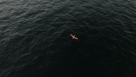 following a pelican flying over the ocean in guanacaste, costa rica - drone shot