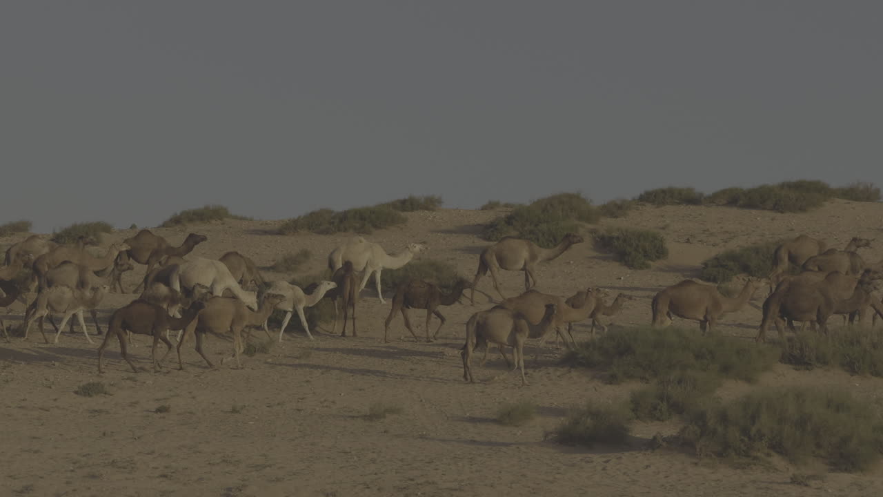 camellos en el desierto