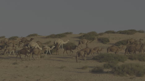 camels in the desert