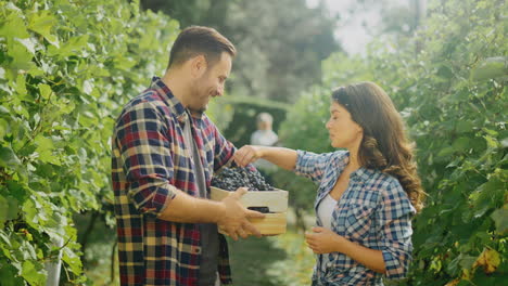 pareja cosechando uvas en el viñedo