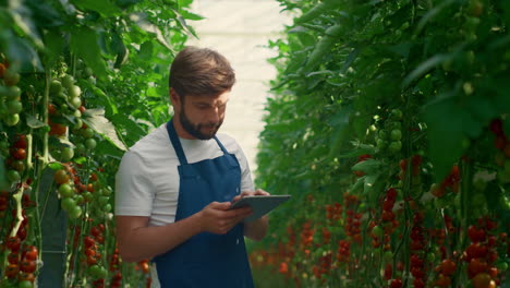 Farm-worker-inspecting-technological-device-tomatoes-growth-level-in-greenhouse