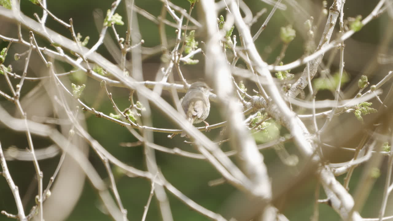 reinita japonesa sentada en la rama de un árbol en saitama, japón