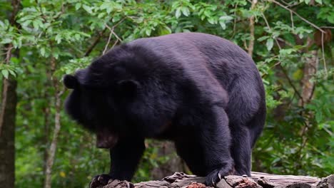 malayan sun bear about to fall asleep, helarctos malayanus