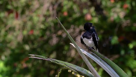 Das-Orientalische-Elsternrotkehlchen-Ist-Ein-In-Thailand-Sehr-Verbreiteter-Sperlingsvogel,-In-Dem-Er-überall-Zu-Sehen-Ist