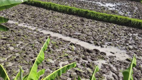 Marga-Arcillosa-Campo-De-Arroz-Suelo-Arrozal-Vista-Superior-Bali-Indonesia-Agricultura-Natural