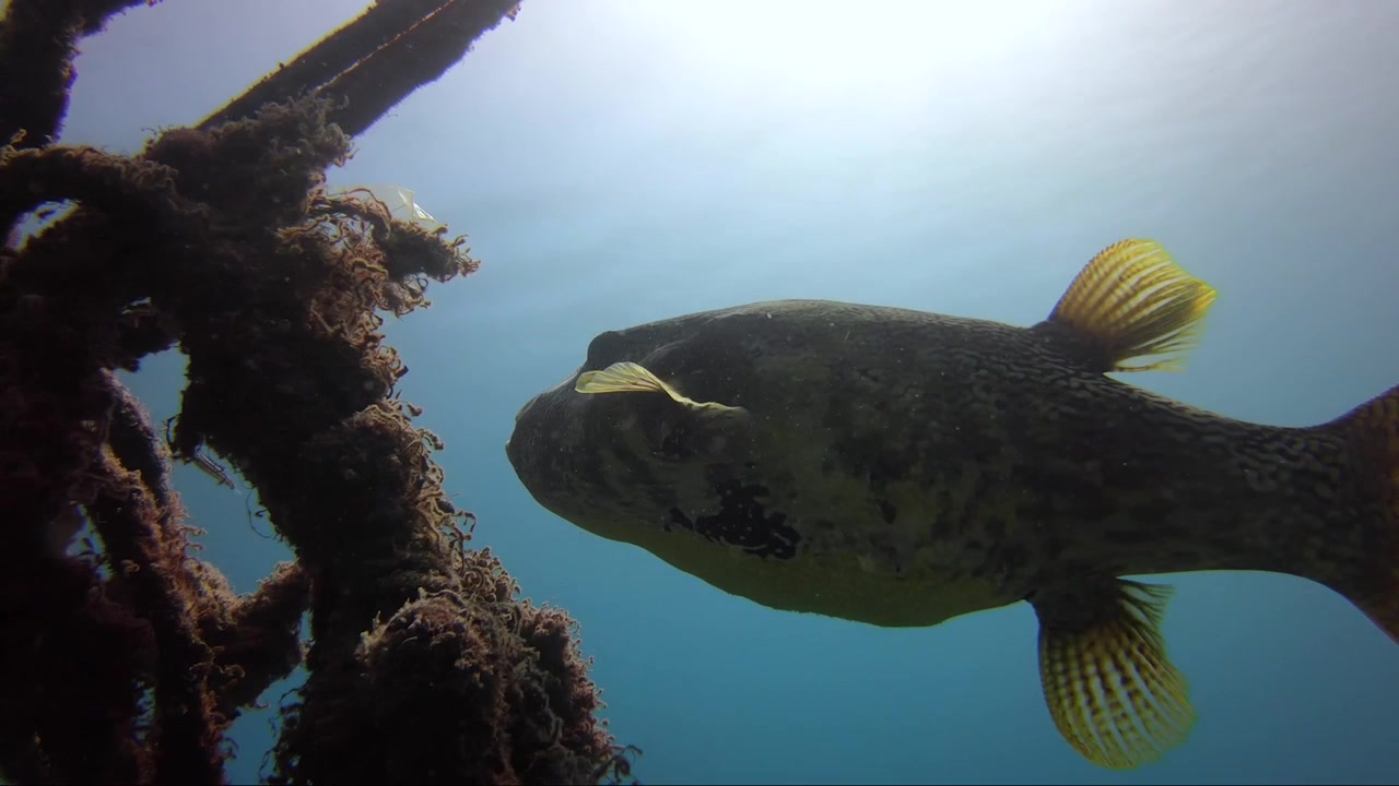 Pesce palla dietro una corda in slow motion