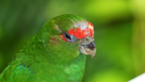 An-immature-male-pileated-parrot,-Pionopsitta-pileata,-chirps-amidst-the-dense-forest-canopy,-close-up-shot-of-the-bird-against-bokeh-green-background