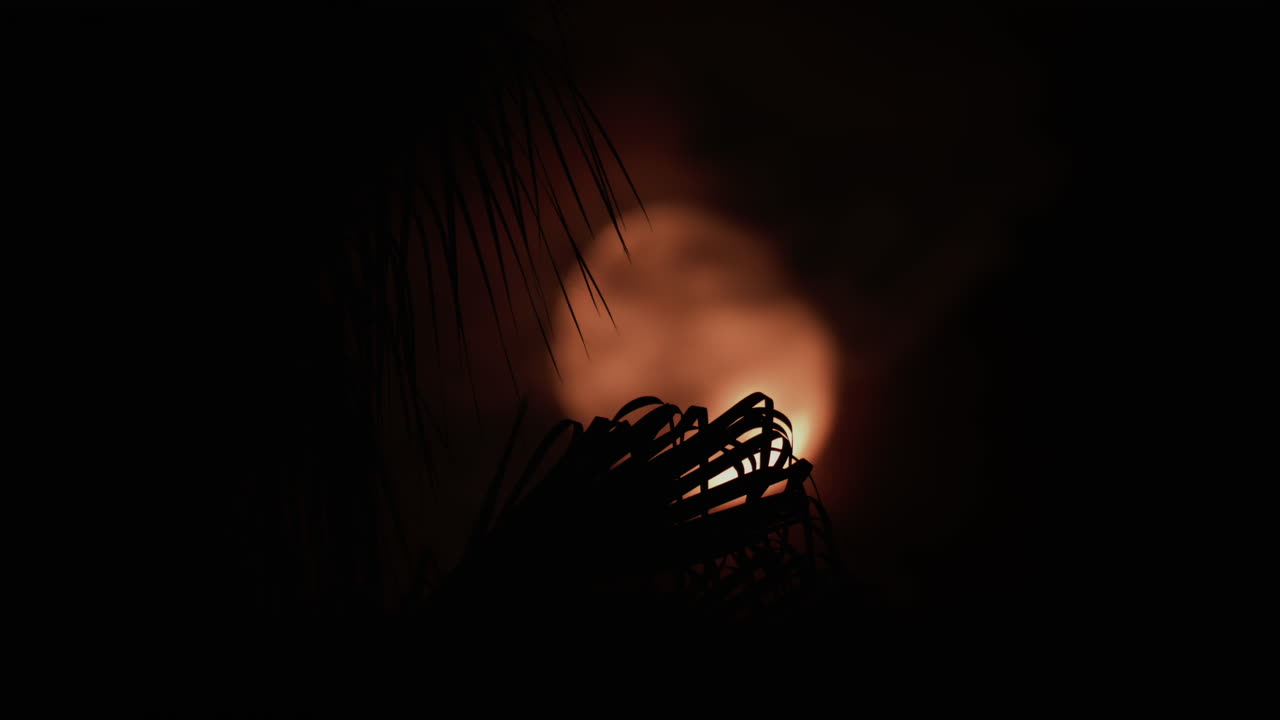 A palm leaf gently moves in front of a glowing moon, creating a serene tropical silhouette