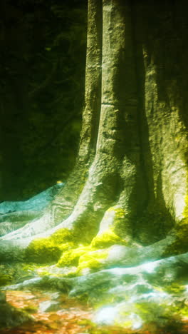 close up of a tree trunk and roots in a forest