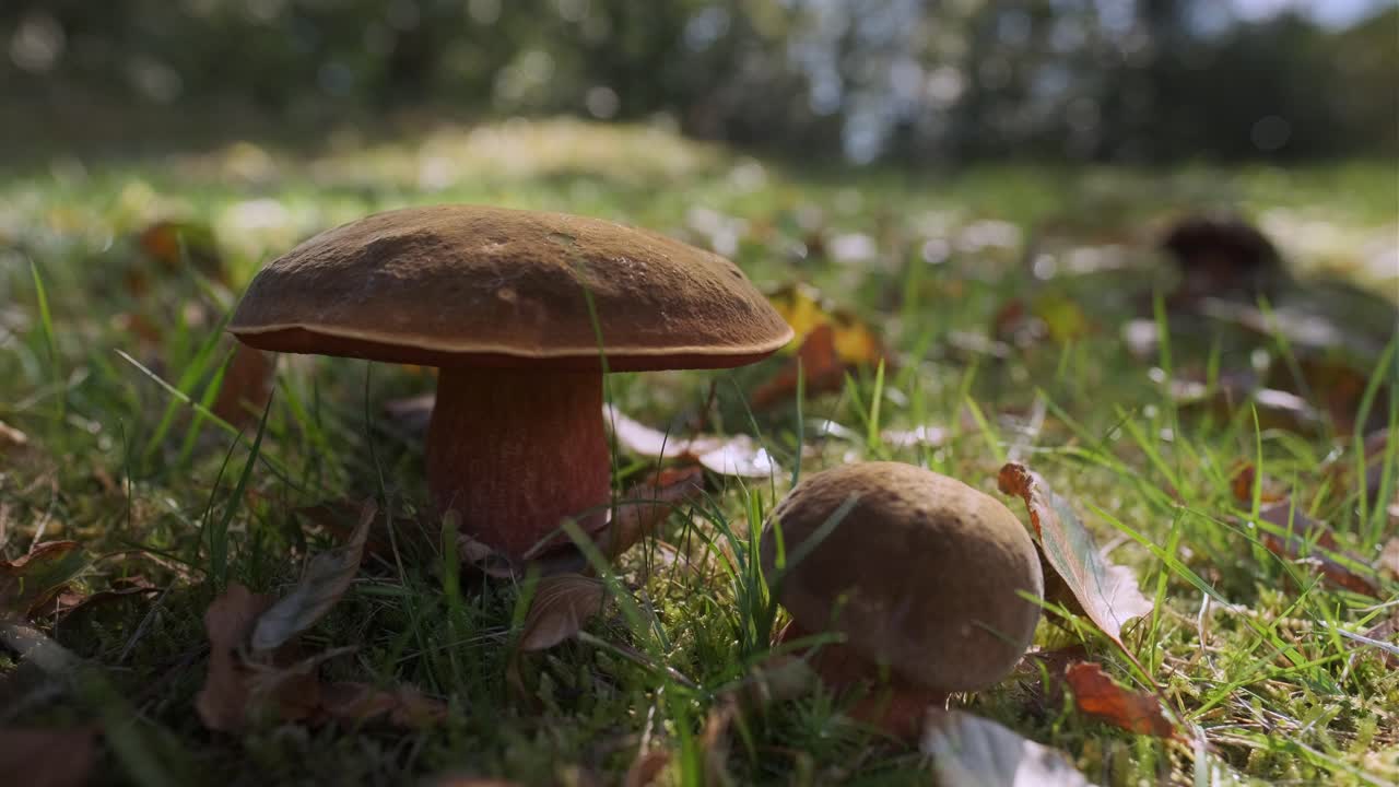 숲에서 가을 날, 풀에 떨어지는 버섯과 잎의 클로즈업