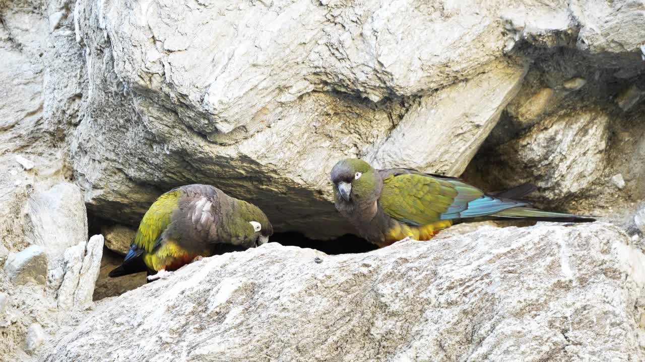 Curious parrots looking at camera from their nest entrance in a cave. Slow-motion, 4k. Burrowing parrot (Cyanoliseus patagonus)