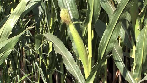 close up of corn cob in california, usa