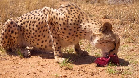 Ein-Schöner-Gepard-Isst-Frisches-Rotes-Fleisch-Auf-Den-Ebenen-Afrikas