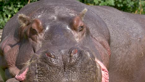 vista frontal de um grande hipopótamo macho adormecido cercado por árvores verdes