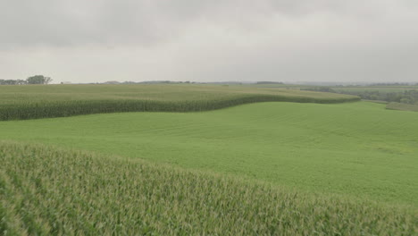 Aerial,-drone-flying-over-corn-agricultural-farm-field-on-a-gloomy-overcast-day