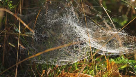 a tangle of cobwebs beaded with morning dew