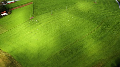 a peaceful farmland scene with cows and sheep dotting a vibrant green hillside, viewed from a tilt-shift perspective. aerial shot.