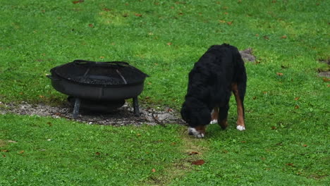 perro de montaña bernés caminando por la pradera y explorando las inmediaciones de la chimenea abierta