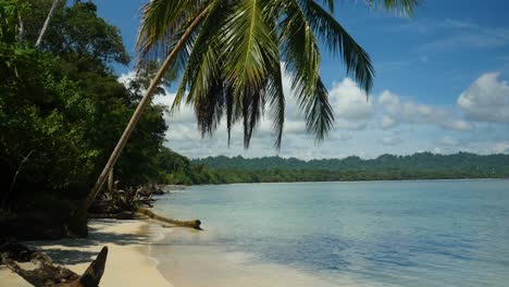 heavenly tropical beach with calm turquoise water and palm tree