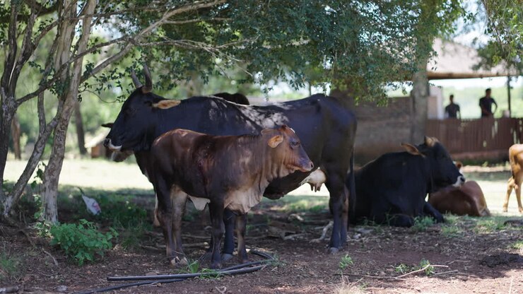 Cows and calves resting in the shade under trees in a farmyard. Peaceful rural scene in a farming environment.