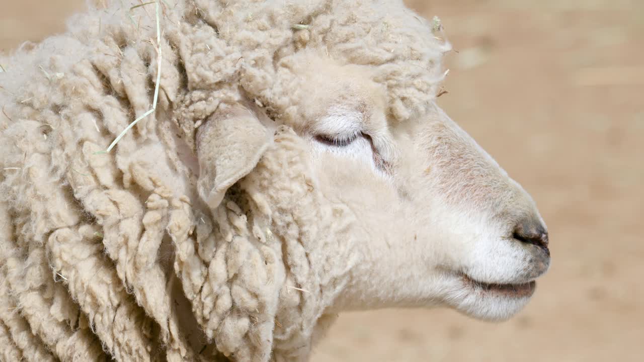 retrato de ovejas blancas en el corral durante el día