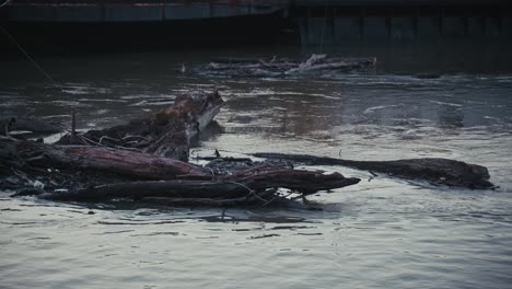 logs and debris drift along danube river, nearing the steps of parliament building