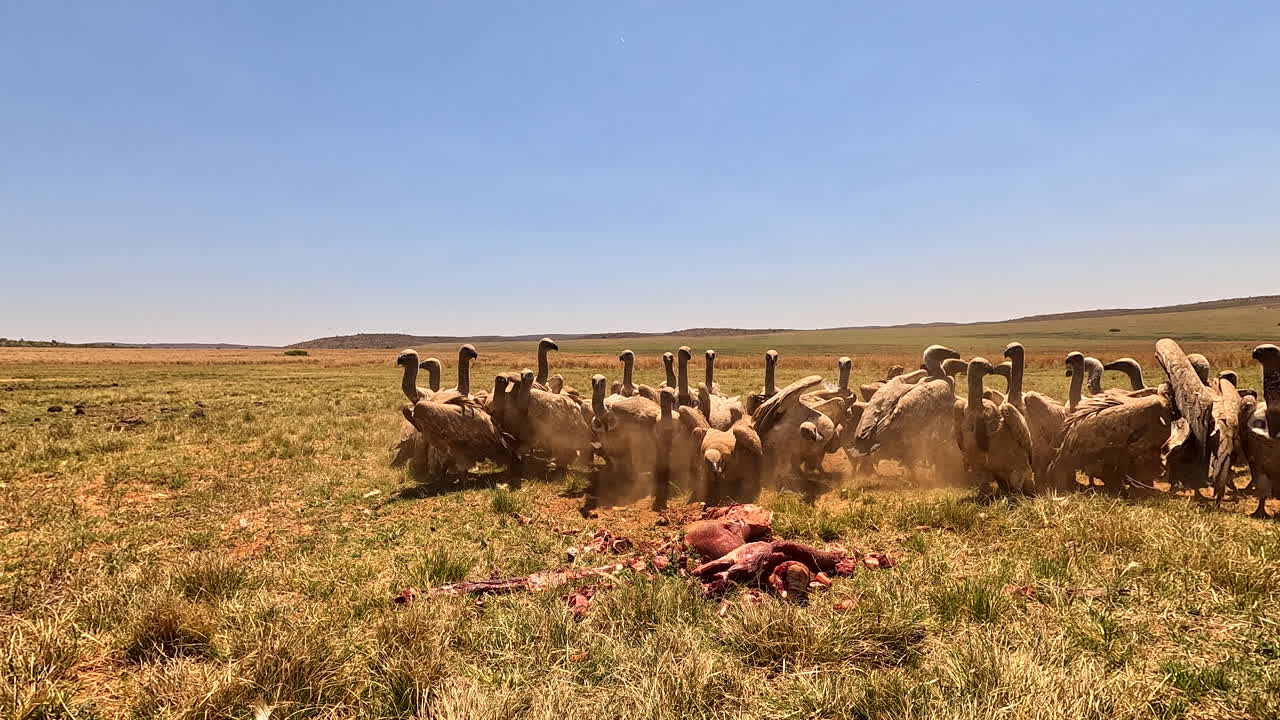 White-backed vultures clean-up crew gorging themselves on carcass and fighting