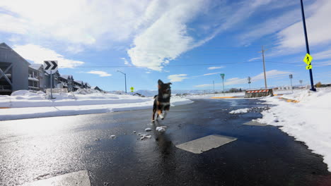 perro corriendo en cámara lenta hacia la cámara en un día de nieve en montana, 4k