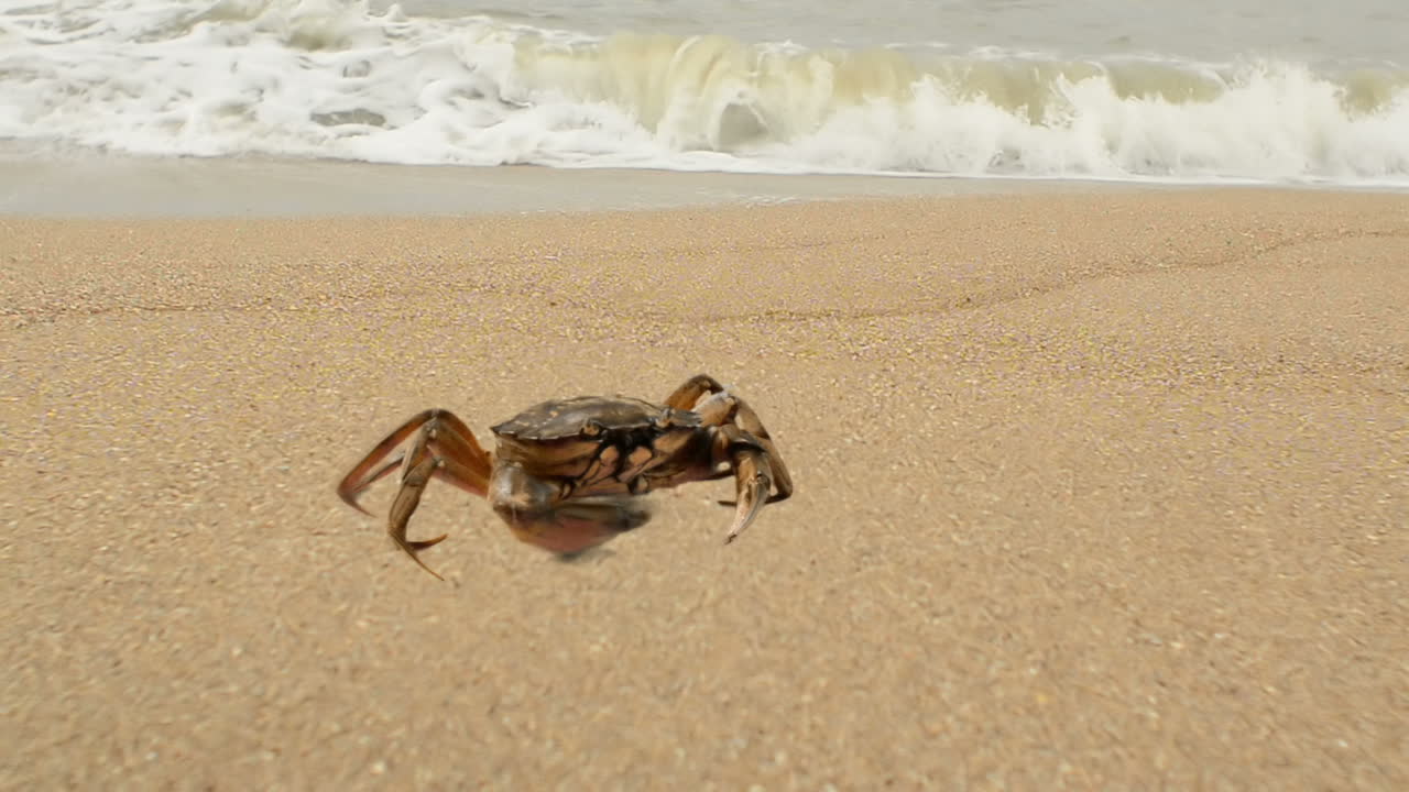 Krabbe på stranden. Fotografering på stranden.