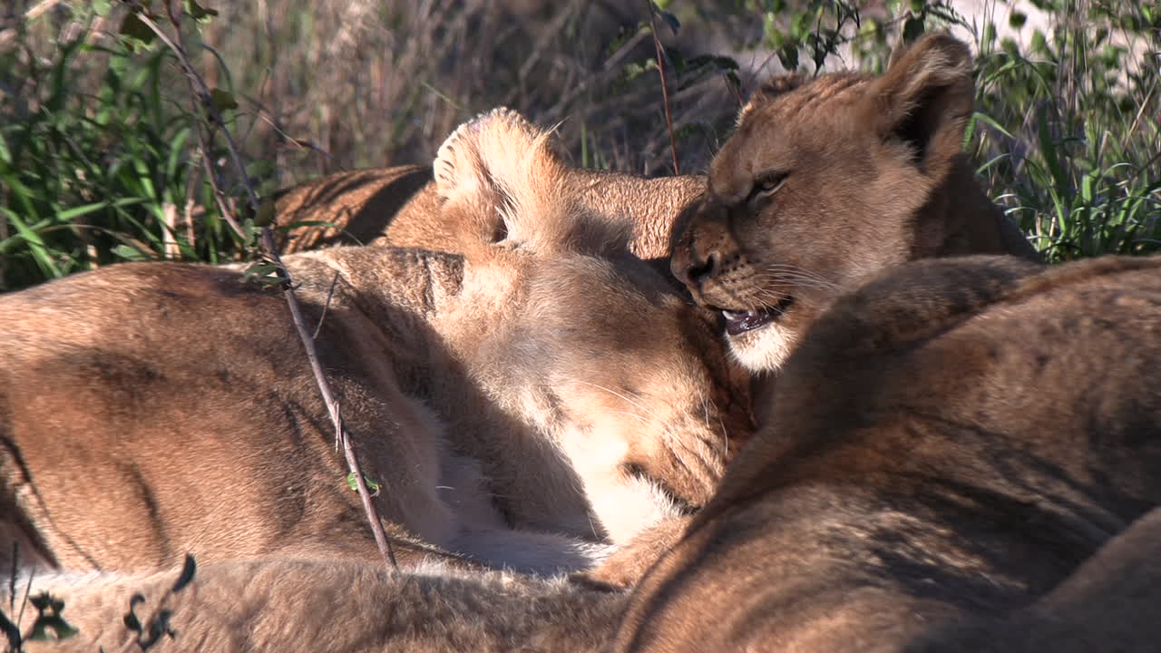 slaperige leeuwen en speelse welpen in afrikaanse graslanden