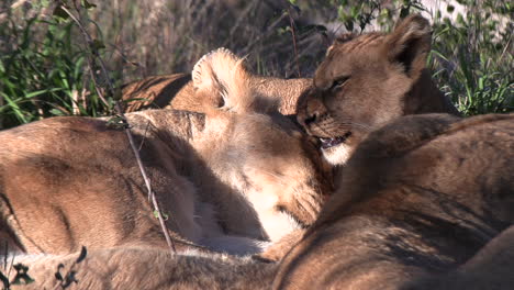 sleepy lions and playful cub in african grasslands