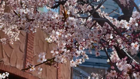 cherry blossoms in full bloom with soft sunlight filtering through, city background