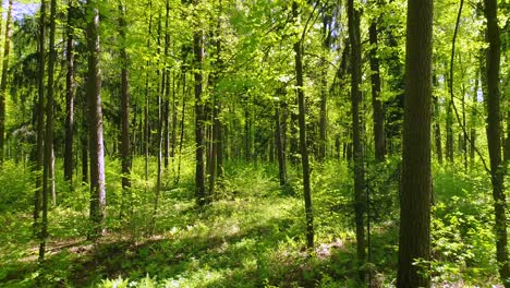 flying between the trees in the spring forest.