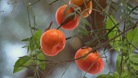 Close-up-of-Tangerine,-citrus-orange-fruit