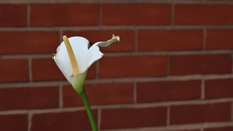 Calla-Lilie,-London,-Vereinigtes-Königreich