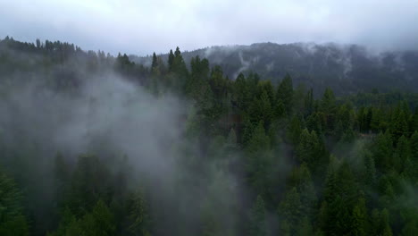 misty forest with clouds descending on lush greenery, early morning light