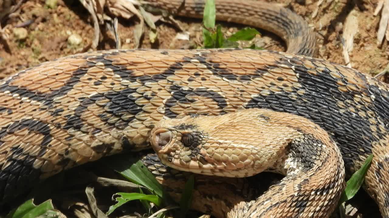 Viper Snake licking its body