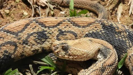 viper snake licking its body