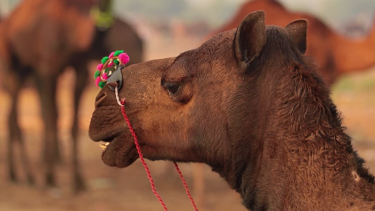 camellos en cámara lenta en la feria de pushkar, también llamada feria de camellos de pushkar o localmente como kartik mela es una feria anual de varios días de ganado y cultural que se celebra en la ciudad de pushkar rajasthan, india.