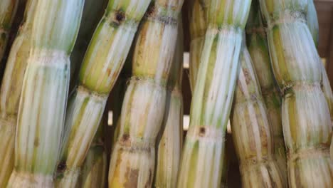 close-up of sugarcane stalks