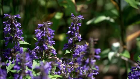 humming hawk moth floats gracefully from flower to flower using proboscis to forage for nectar