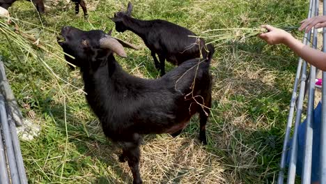 feeding a group of goats to eat hay