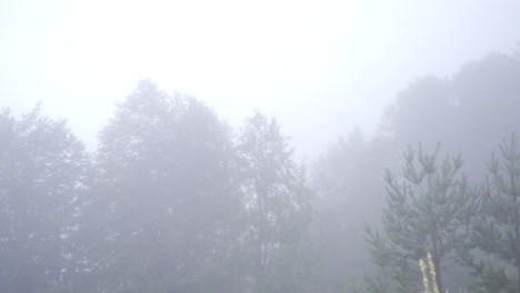 Cold-and-foggy-forest.