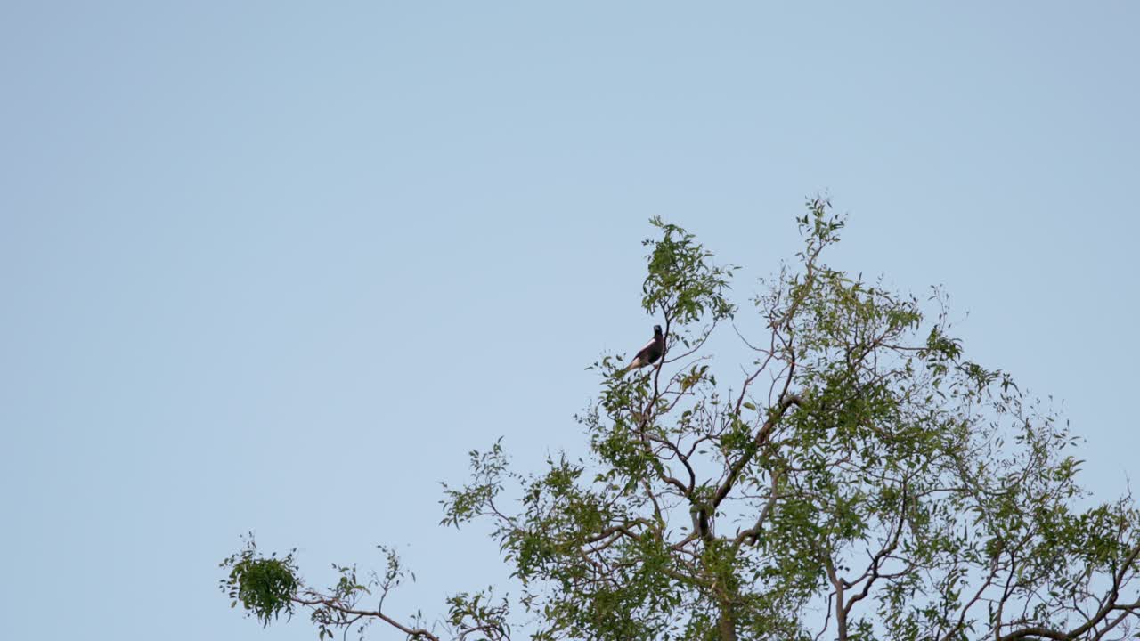 A magpie perches in a leafy tree, scanning the environment as the soft glow of sunset filters through the branches in Canberra.