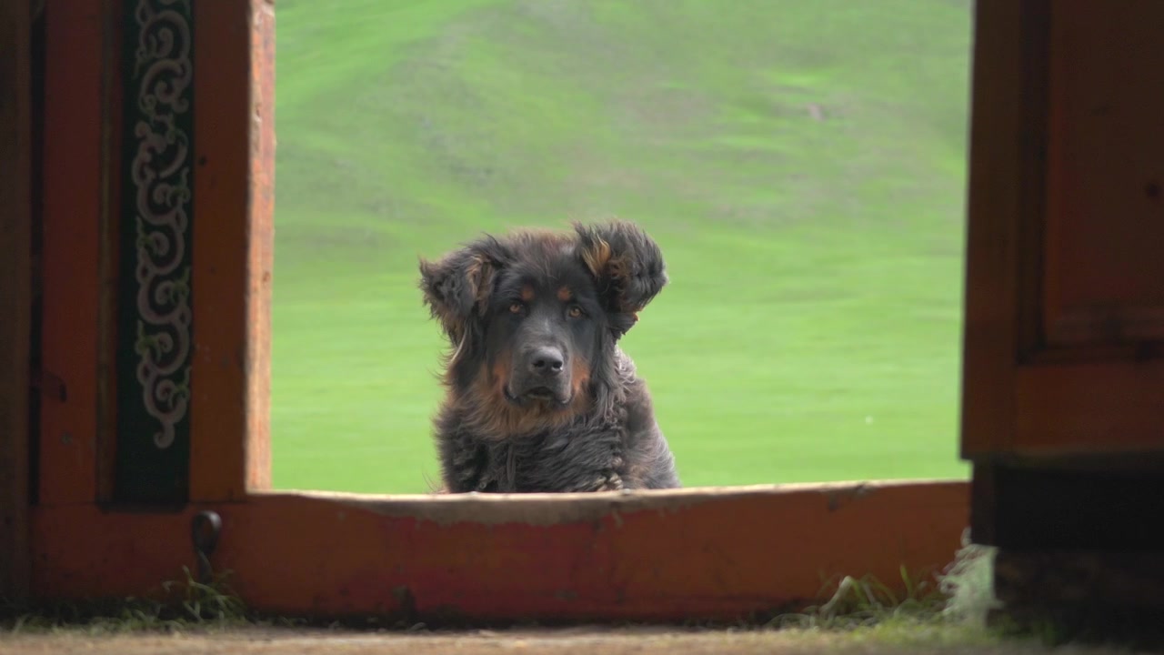 Tibetan Mastiff Looking Through Doorway at Green Meadow