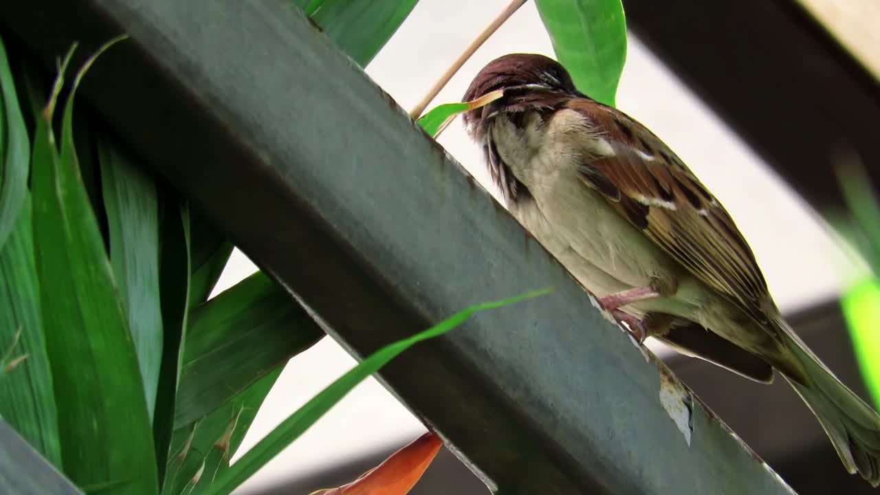 Close-up of a Sparrow Perched on a Metal Railing
