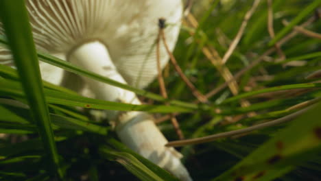 russula mushroom lies in meadow grass with yellow needles