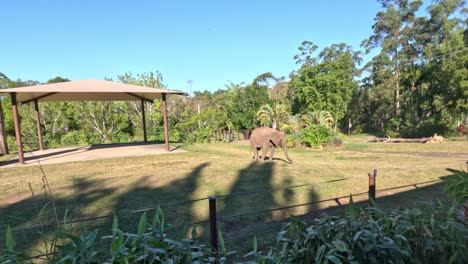 elephant walking in a zoo enclosure