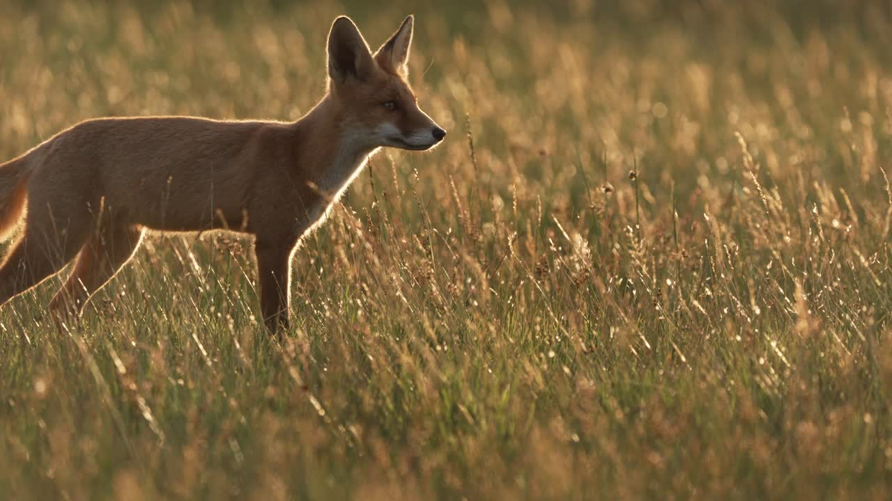 tiro de seguimiento del cazador de zorros rojos salvajes cazando presas en el campo de hierba al atardecer, cierre a cámara lenta